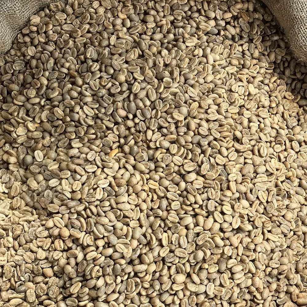 Washed Limu coffee beans on drying beds