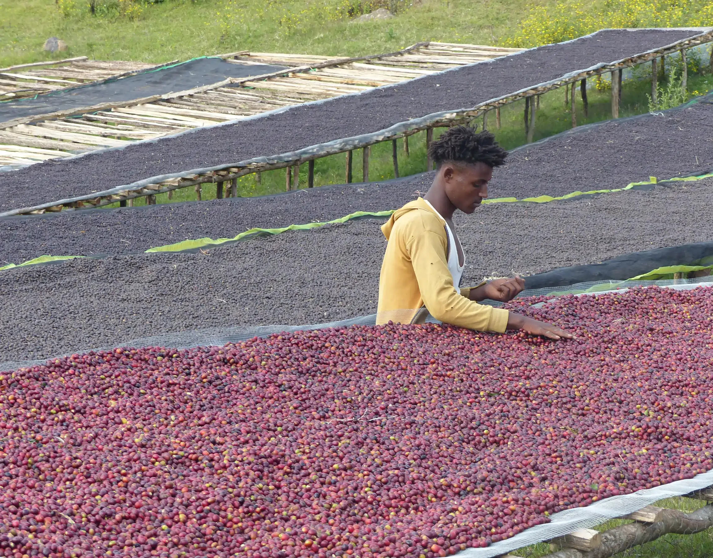 Natural processed Jimma coffee beans