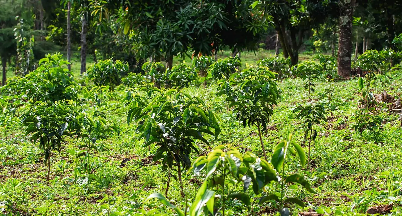 Gera coffee farm in Ethiopia showing Forest-shade canopy with indigenous trees