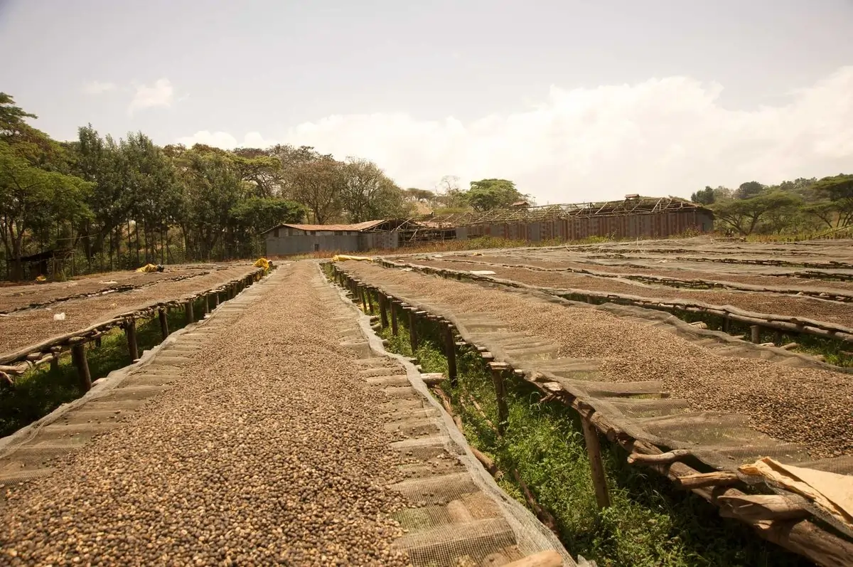 Gera Washing Station coffee processing facility with drying beds