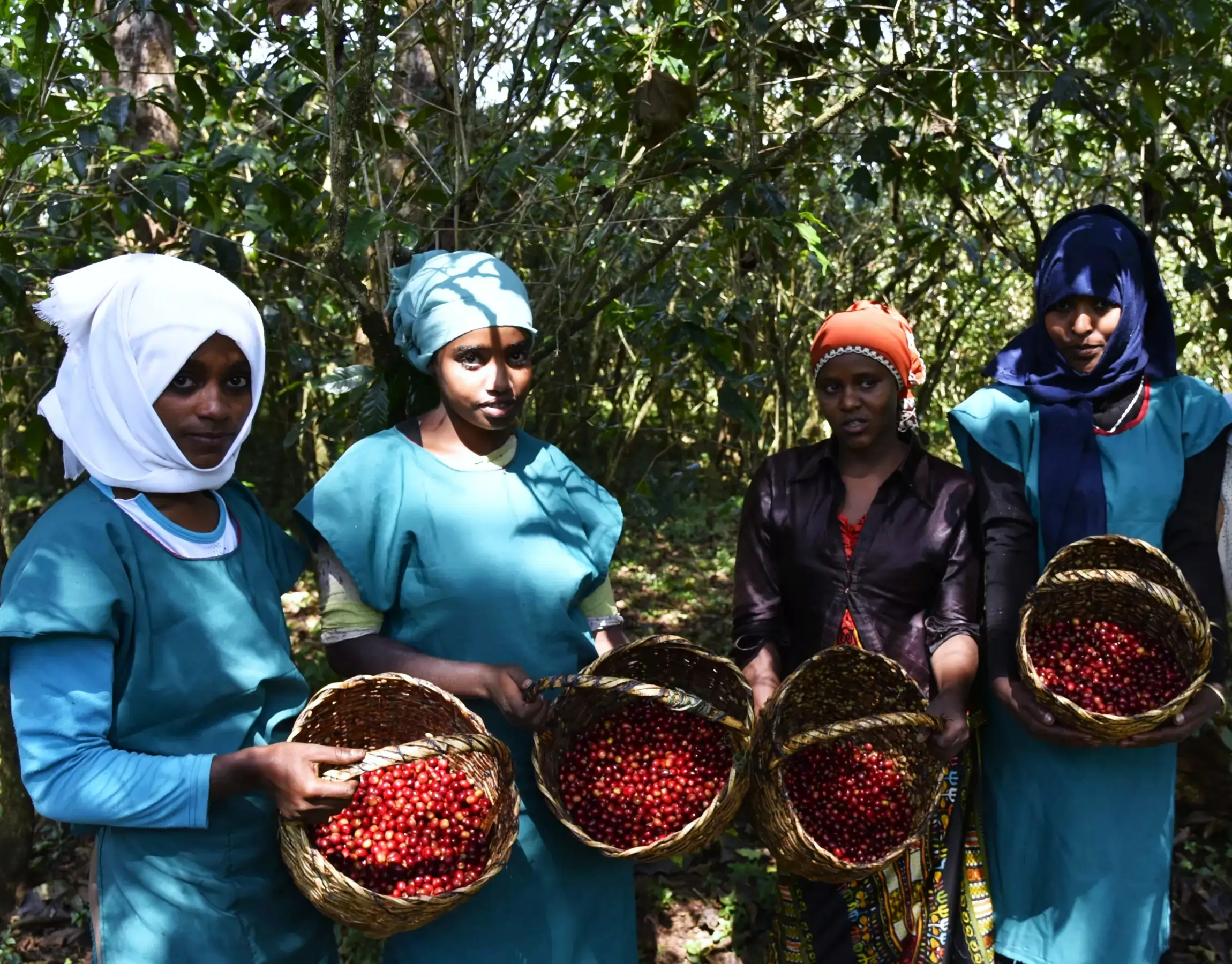 Jimma coffee farm in Ethiopia showing Mixed forest-garden system